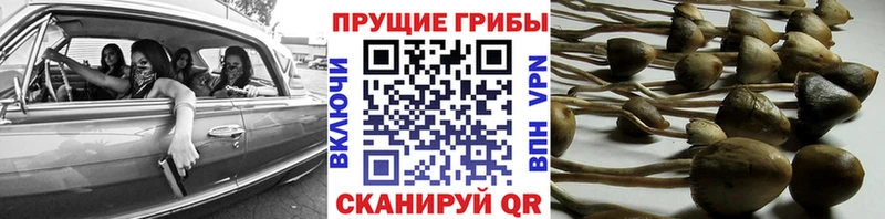 Псилоцибиновые грибы Magic Shrooms  Приволжский 